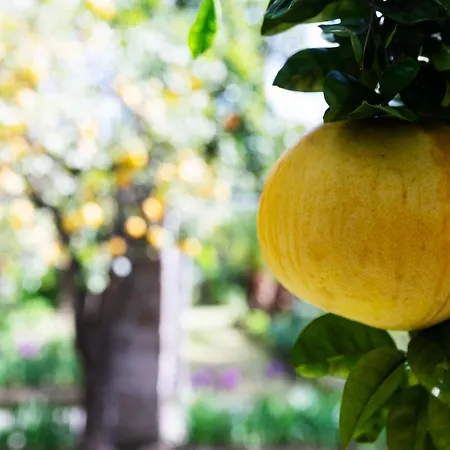 Grand Cocumella Szálloda Sant'Agnello